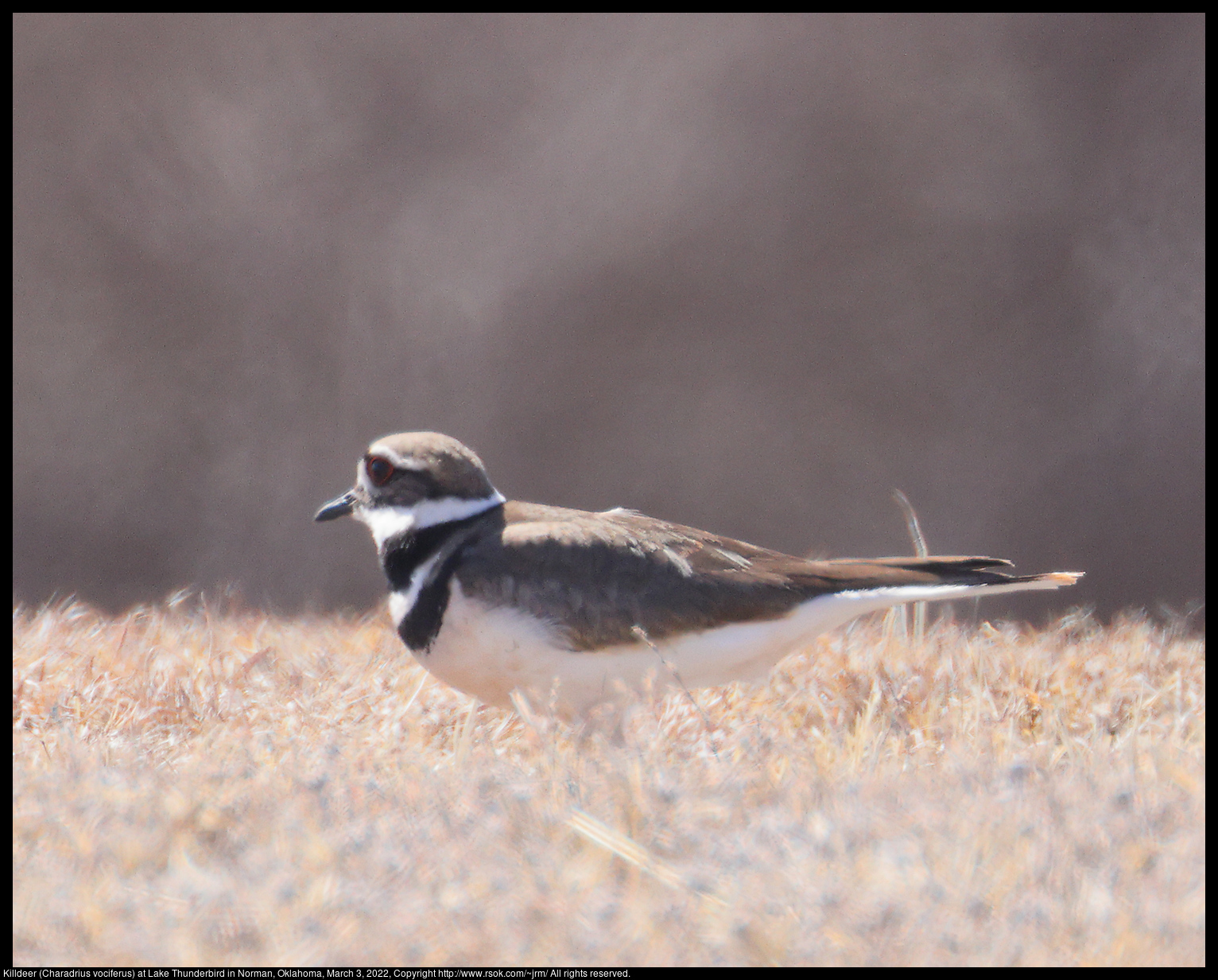 Killdeer (Charadrius vociferus) at Lake Thunderbird in Norman, Oklahoma, March 3, 2022