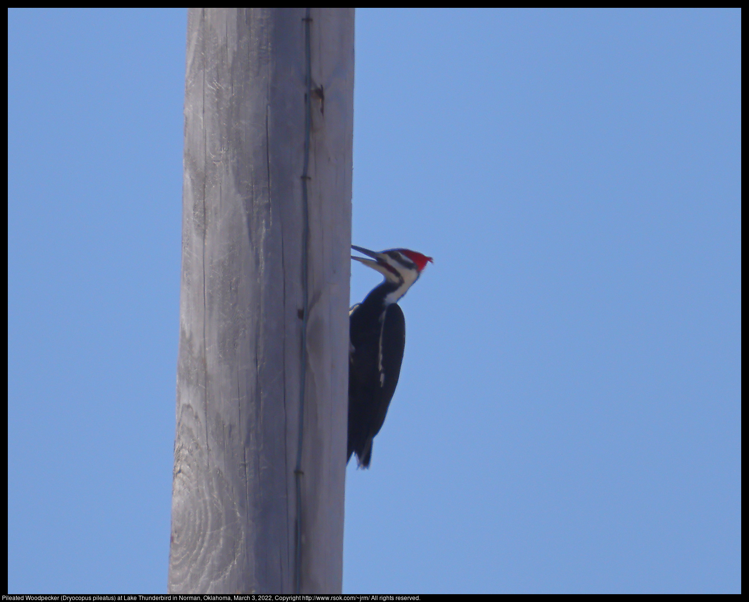Pileated Woodpecker (Dryocopus pileatus) at Lake Thunderbird in Norman, Oklahoma, March 3, 2022