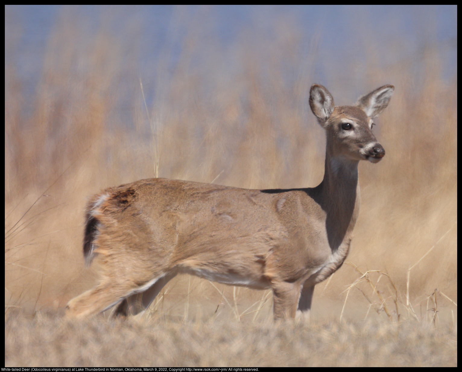 White-tailed Deer (Odocoileus virginianus) at Lake Thunderbird in Norman, Oklahoma, March 9, 2022
