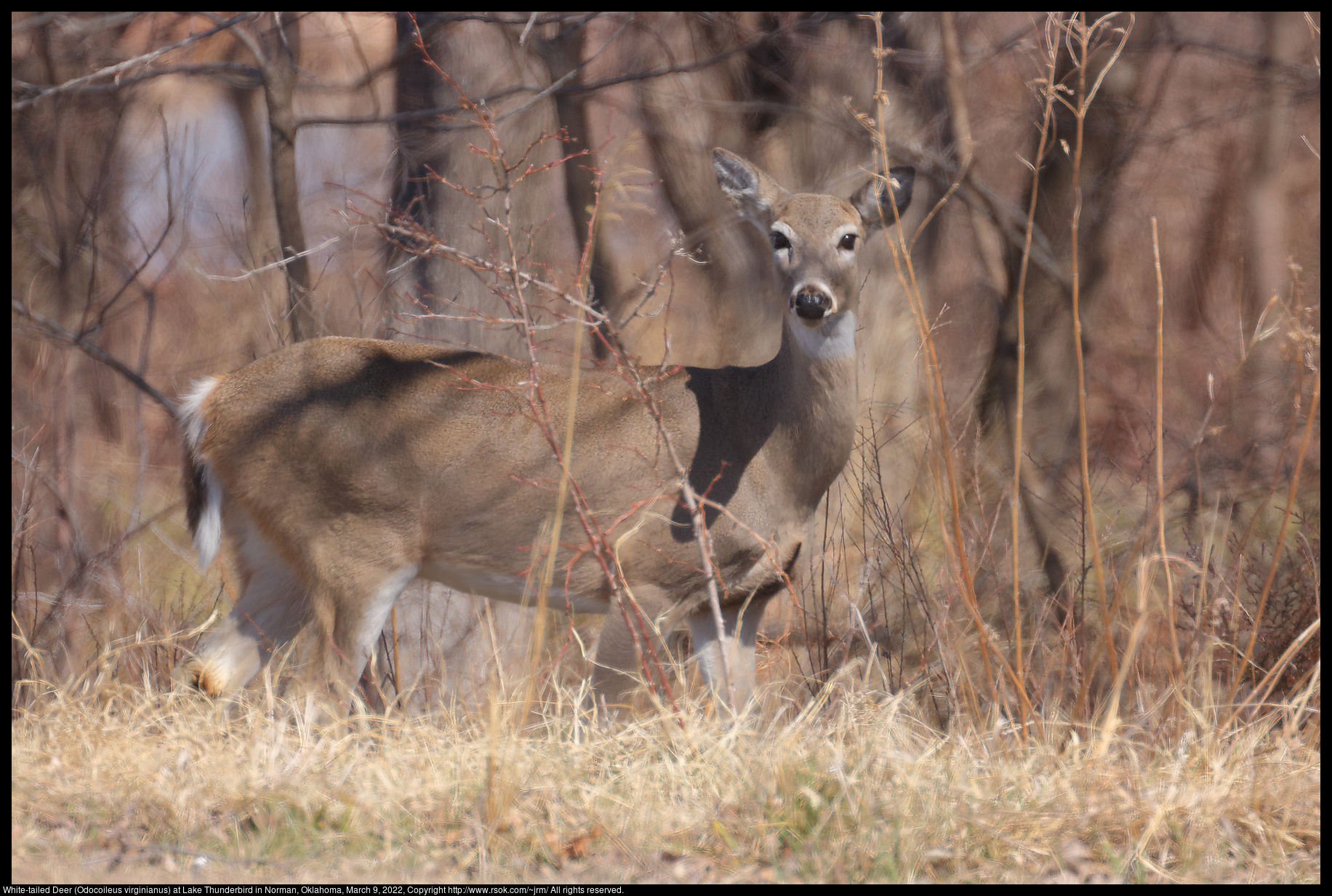 White-tailed Deer (Odocoileus virginianus) at Lake Thunderbird in Norman, Oklahoma, March 9, 2022