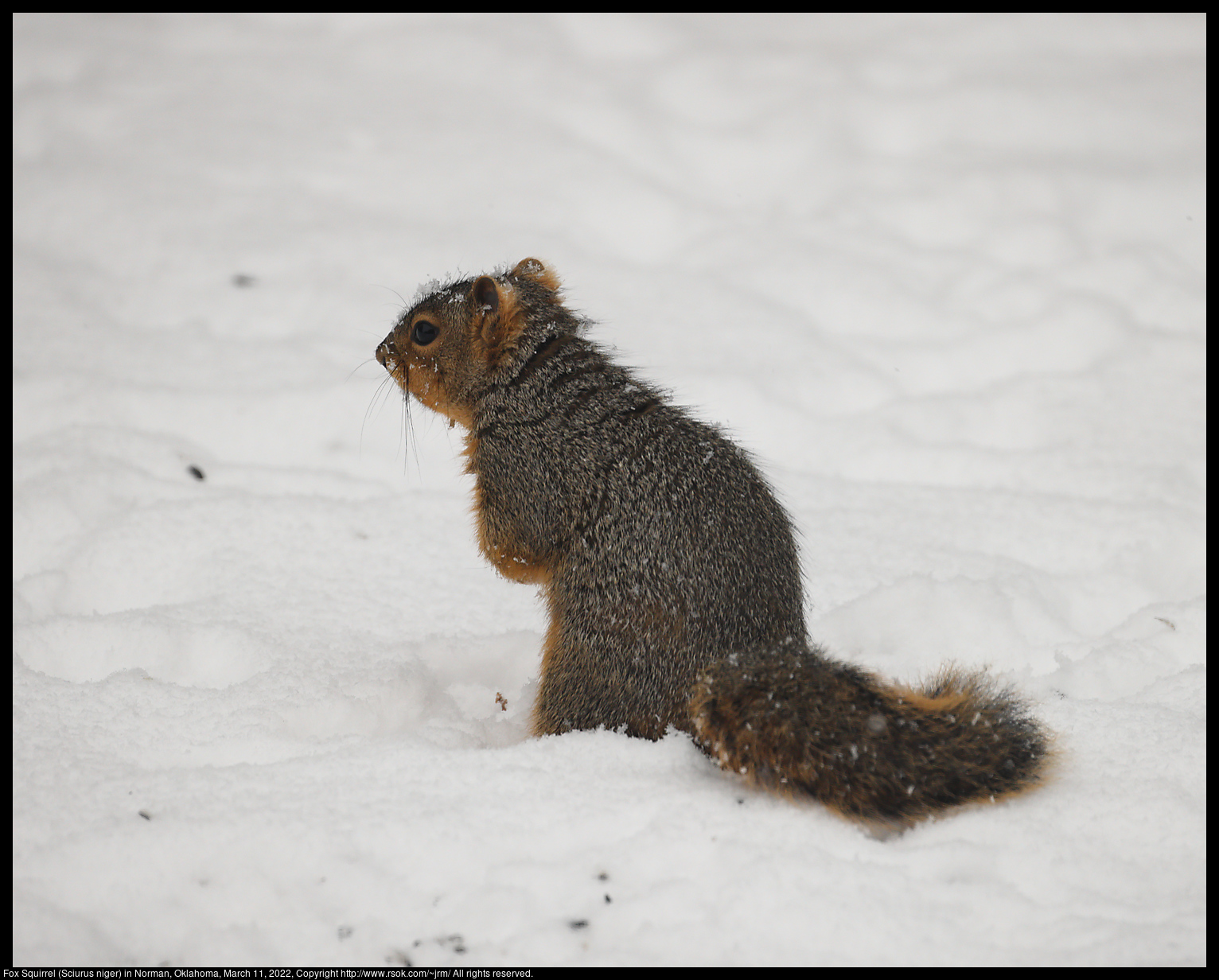 Fox Squirrel (Sciurus niger) in Norman, Oklahoma, March 11, 2022