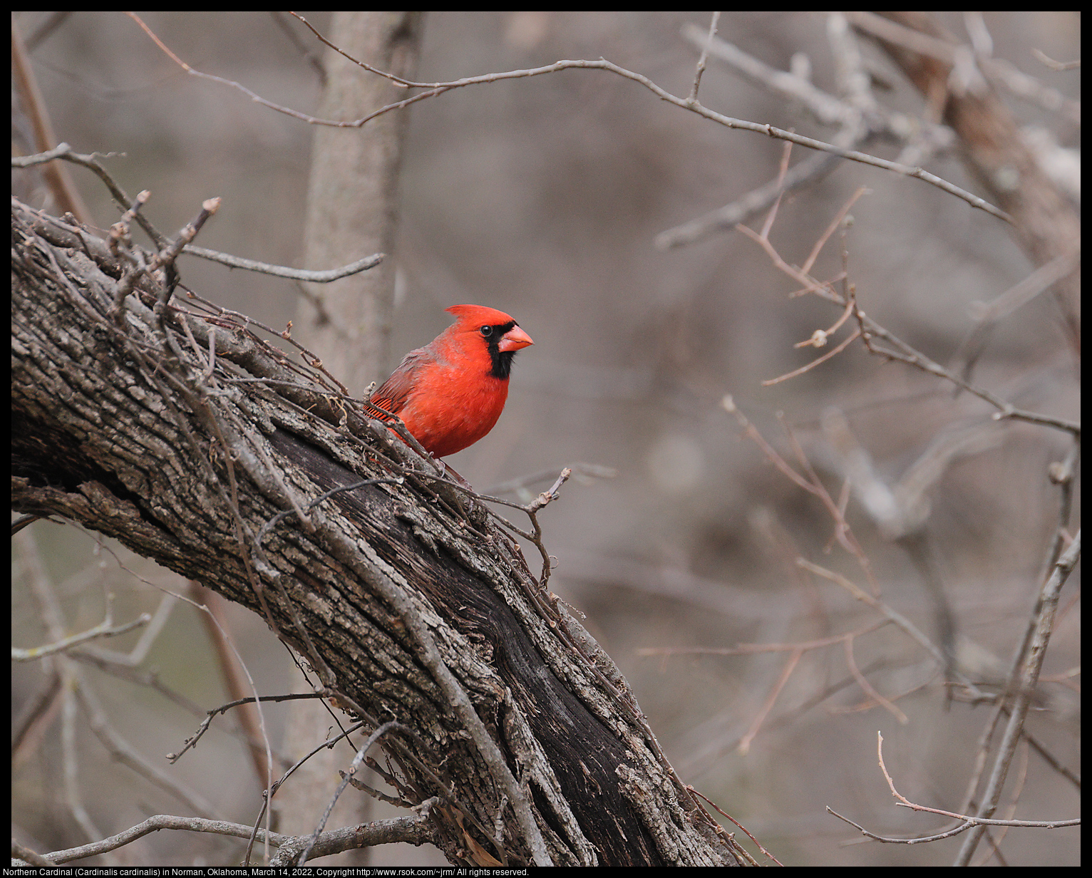 Northern Cardinal (Cardinalis cardinalis) in Norman, Oklahoma, March 14, 2022