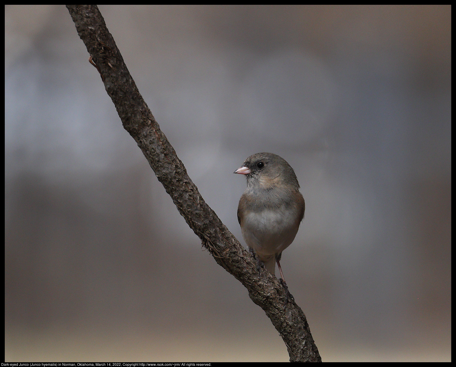 Dark-eyed Junco (Junco hyemalis) in Norman, Oklahoma, March 14, 2022