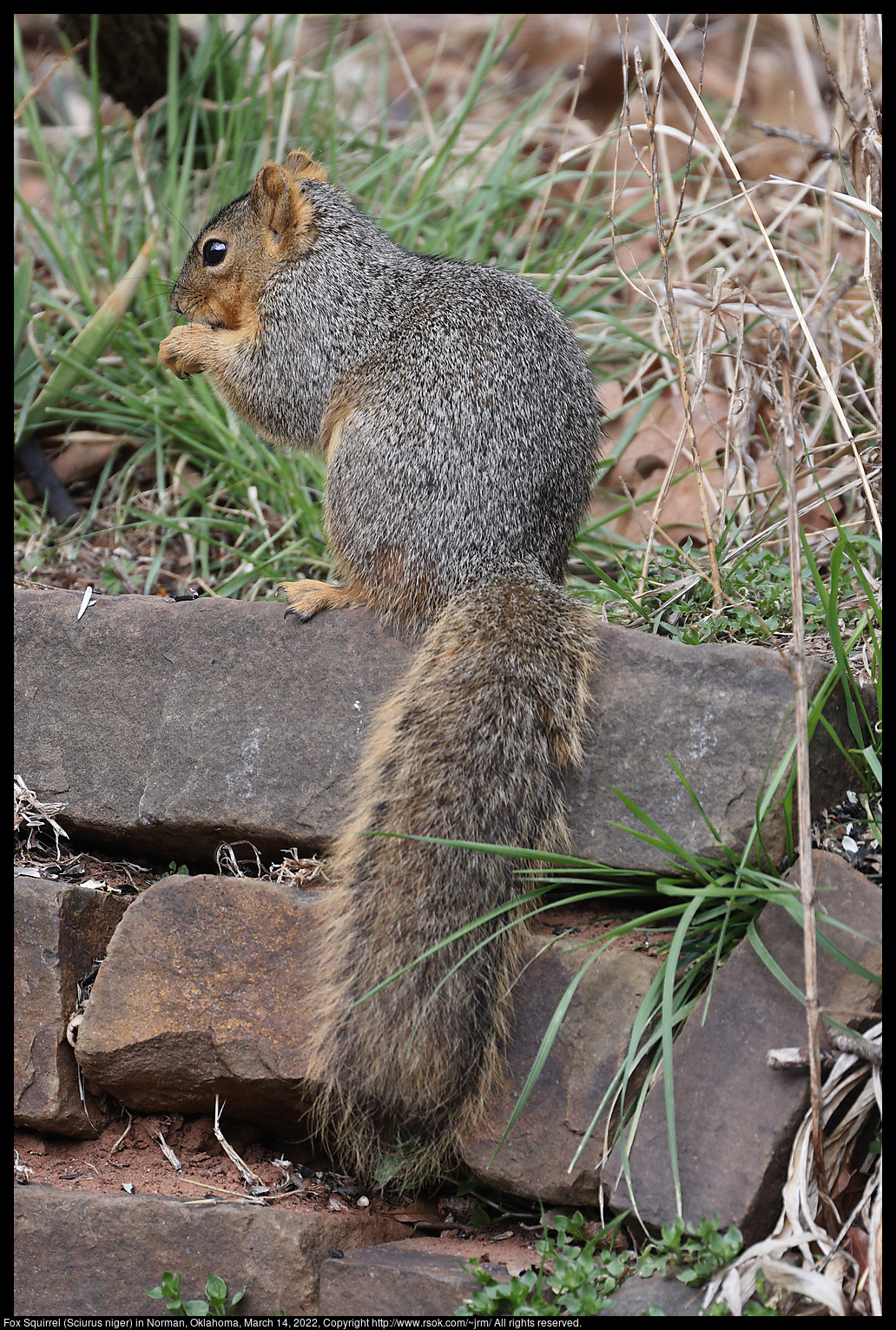 Fox Squirrel (Sciurus niger) in Norman, Oklahoma, March 14, 2022