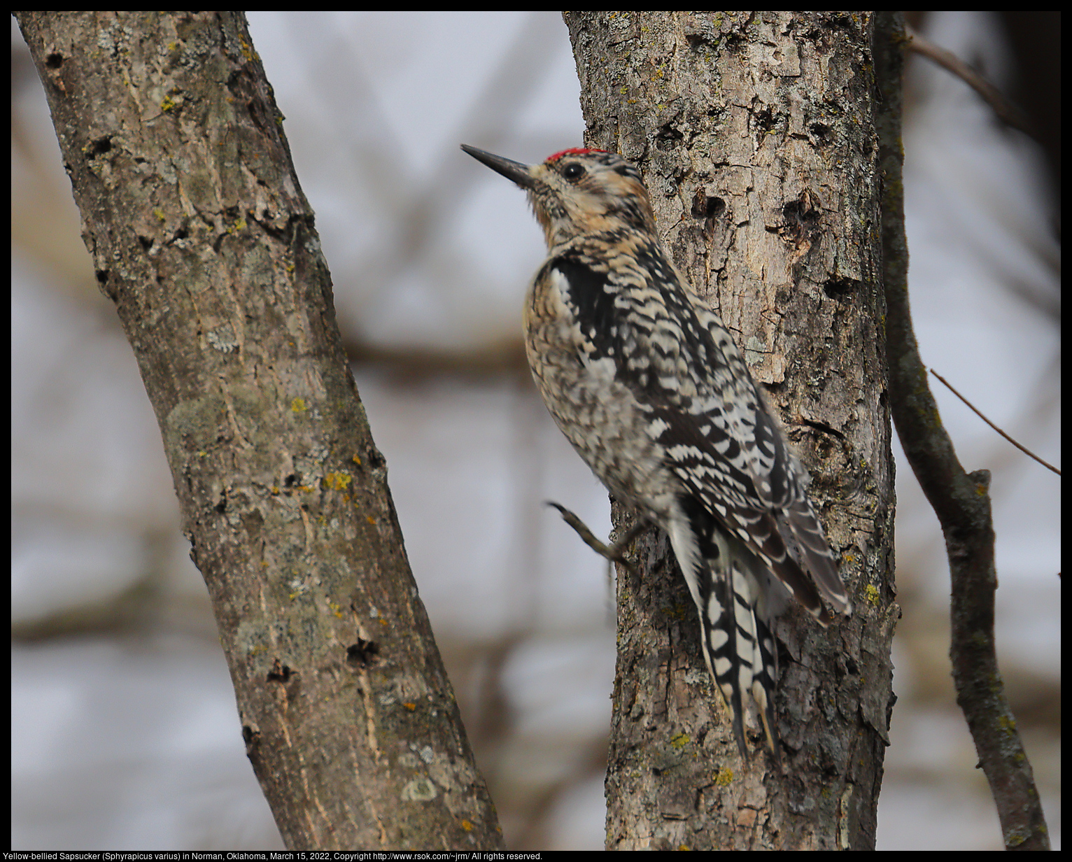 Yellow-bellied Sapsucker (Sphyrapicus varius) in Norman, Oklahoma, March 15, 2022