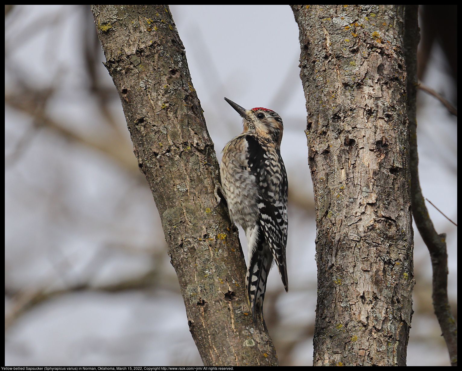 Yellow-bellied Sapsucker (Sphyrapicus varius) in Norman, Oklahoma, March 15, 2022