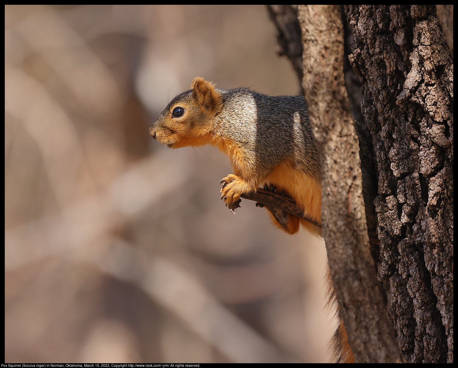 Fox Squirrel (Sciurus niger) in Norman, Oklahoma, March 15, 2022