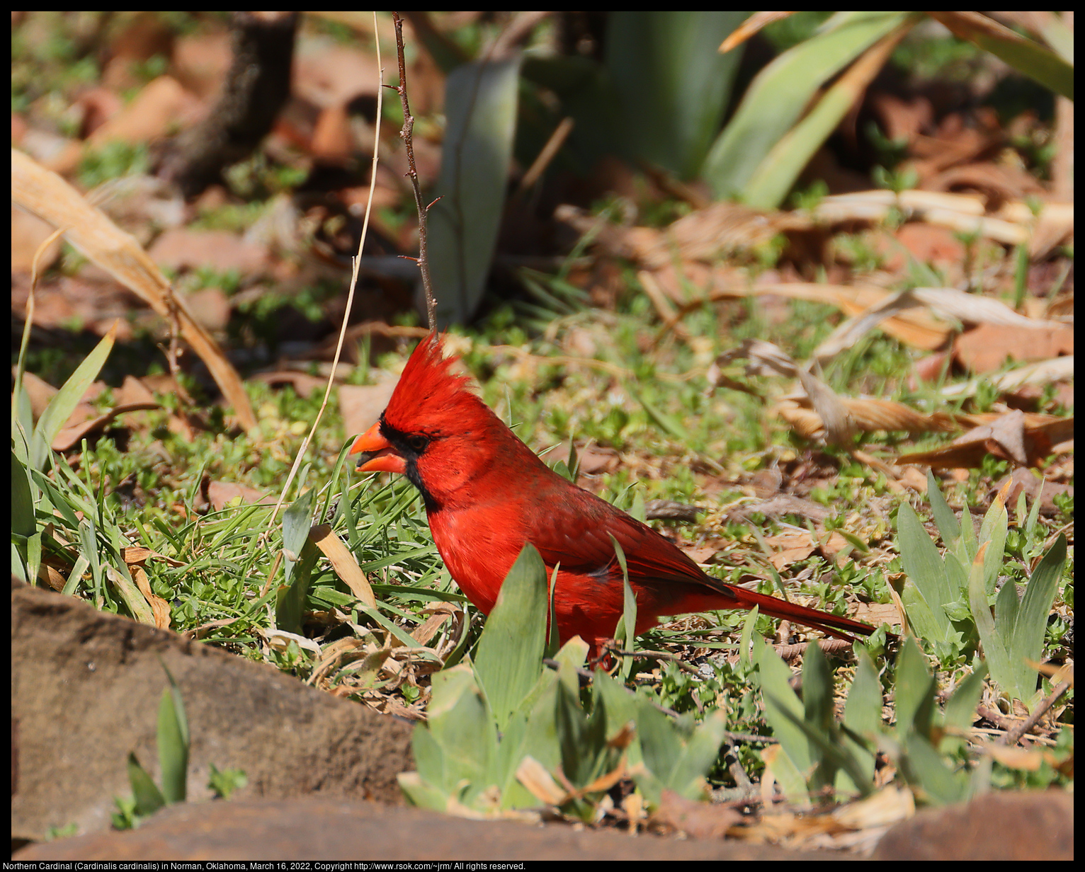 Northern Cardinal (Cardinalis cardinalis) in Norman, Oklahoma, March 16, 2022