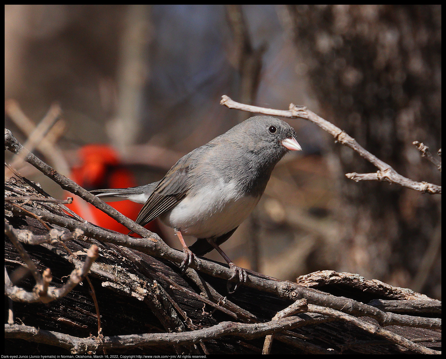 Dark-eyed Junco (Junco hyemalis) in Norman, Oklahoma, March 16, 2022