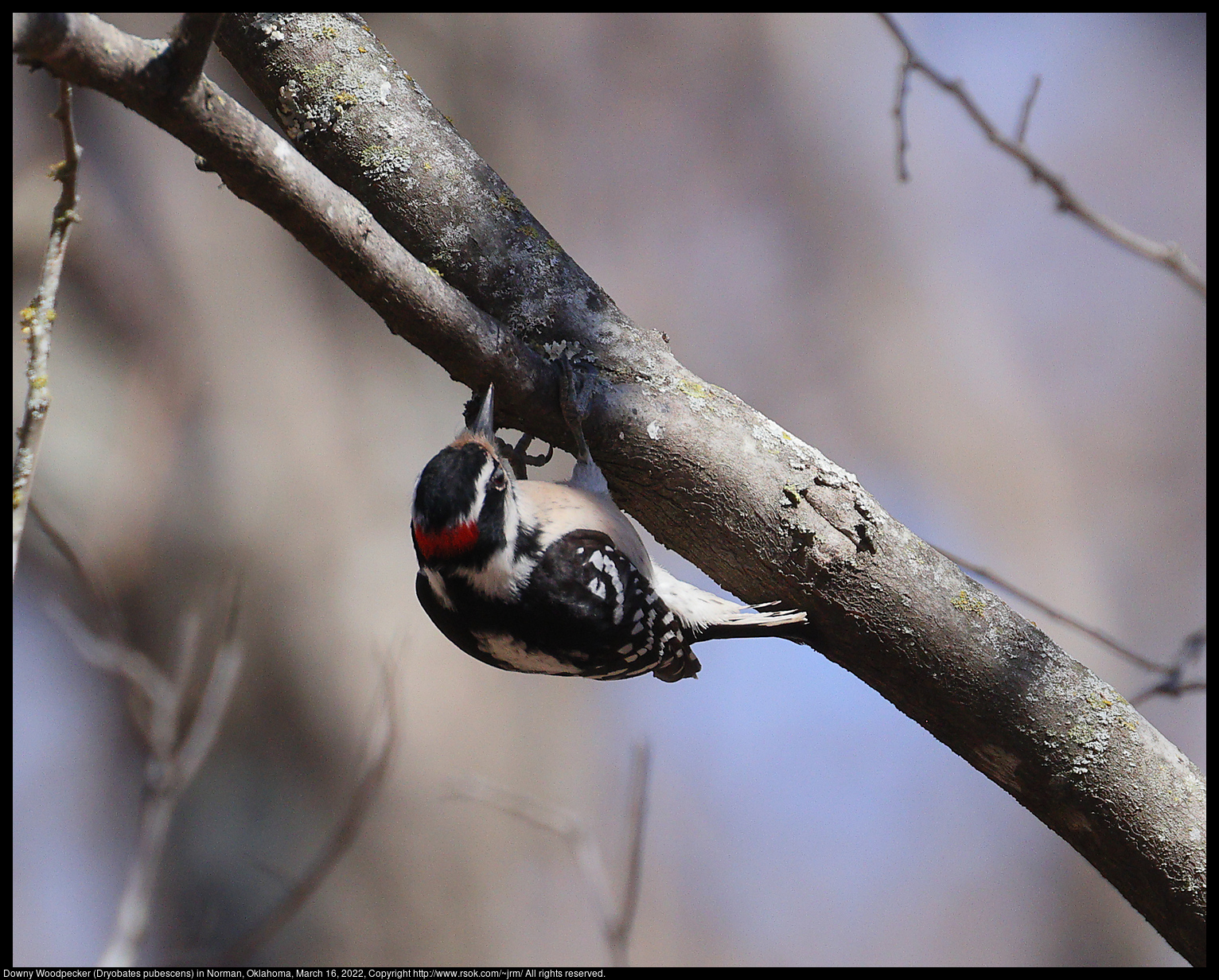 Downy Woodpecker (Dryobates pubescens) in Norman, Oklahoma, March 16, 2022