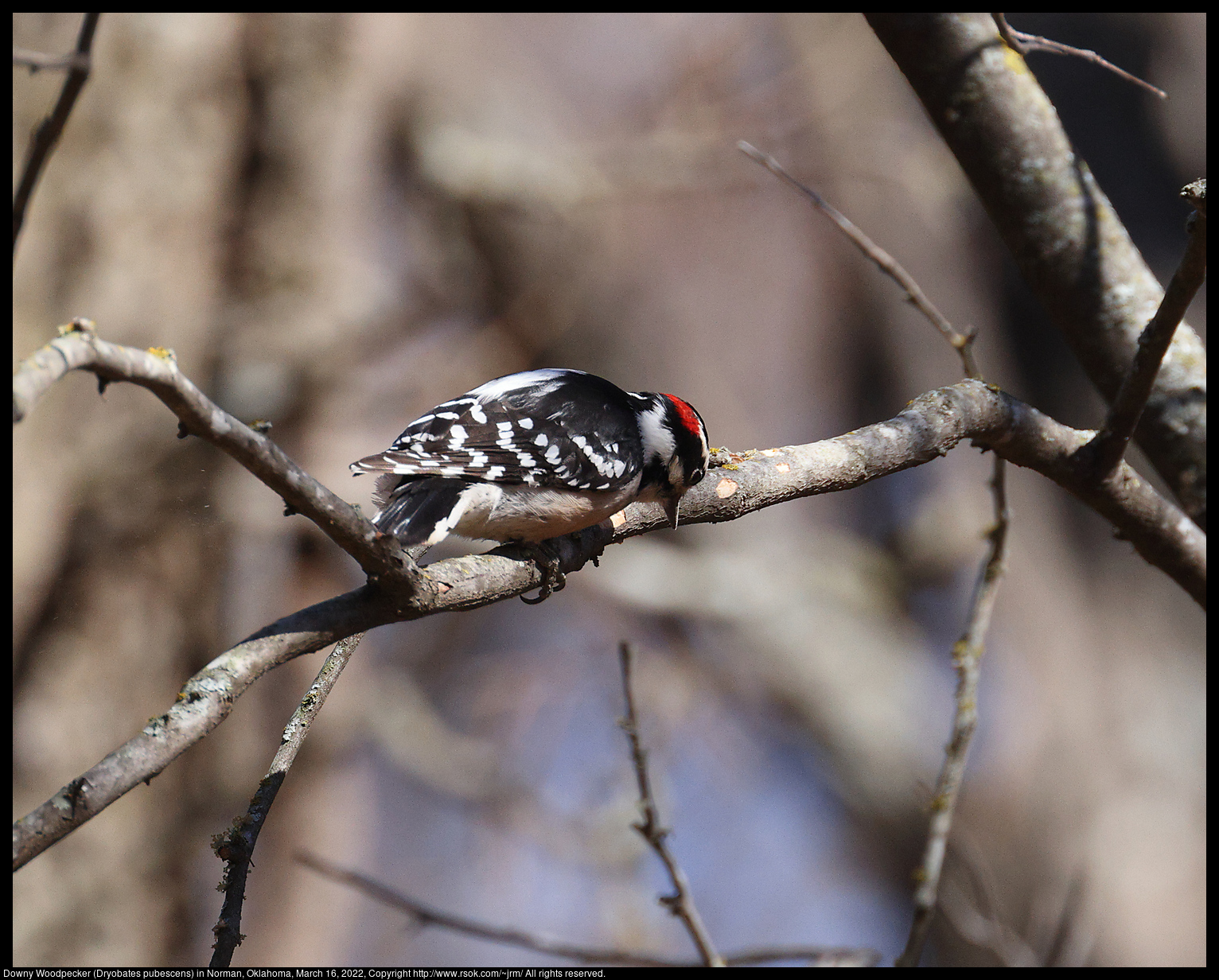 Downy Woodpecker (Dryobates pubescens) in Norman, Oklahoma, March 16, 2022