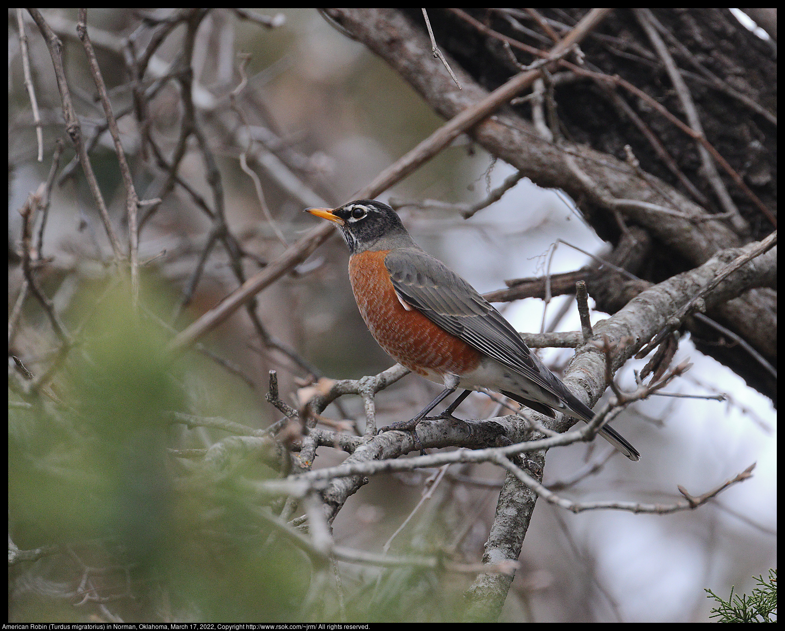 American Robin (Turdus migratorius) in Norman, Oklahoma, March 17, 2022