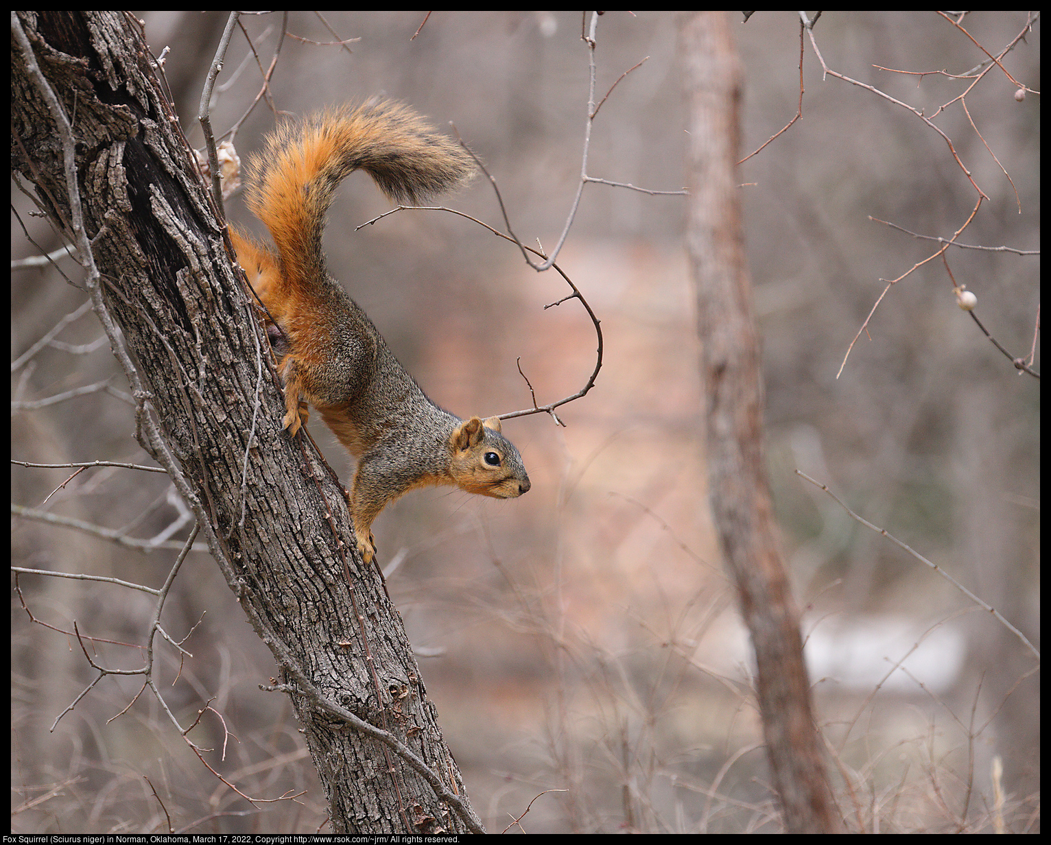 Fox Squirrel (Sciurus niger) in Norman, Oklahoma, March 17, 2022