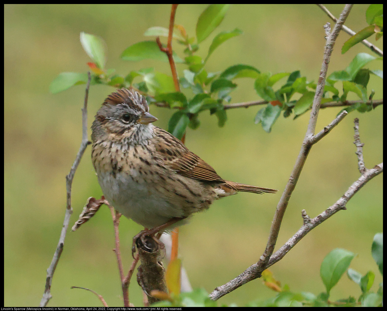 Lincoln's Sparrow (Melospiza lincolnii) in Norman, Oklahoma, April 24, 2022