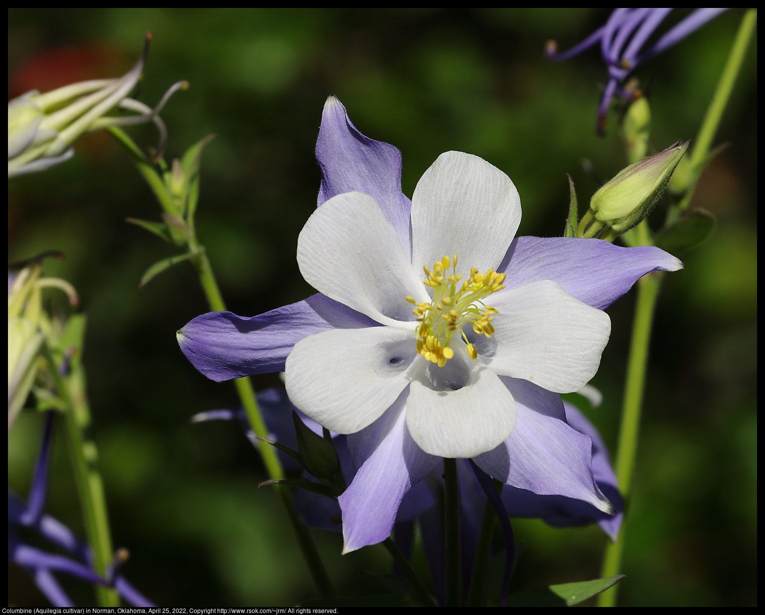 Columbine (Aquilegia cultivar) in Norman, Oklahoma, April 25, 2022