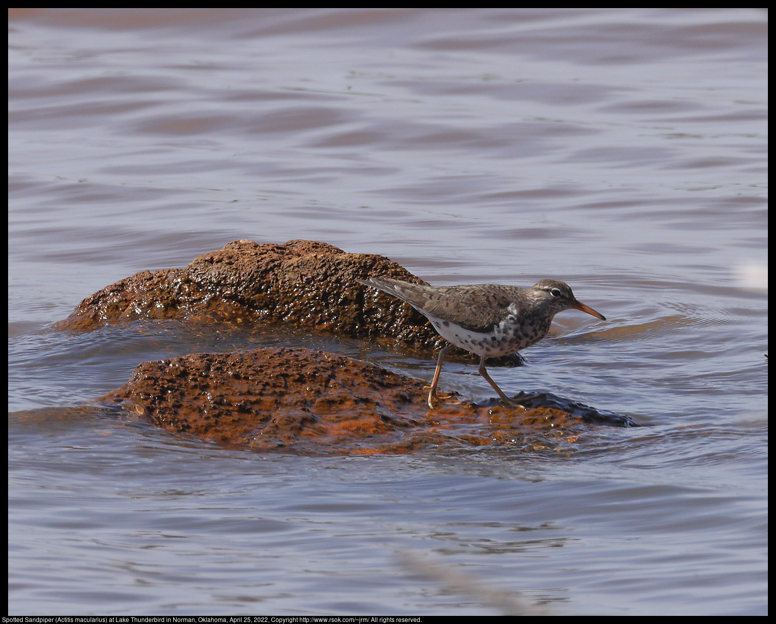 Spotted Sandpiper (Actitis macularius) at Lake Thunderbird in Norman, Oklahoma, April 25, 2022