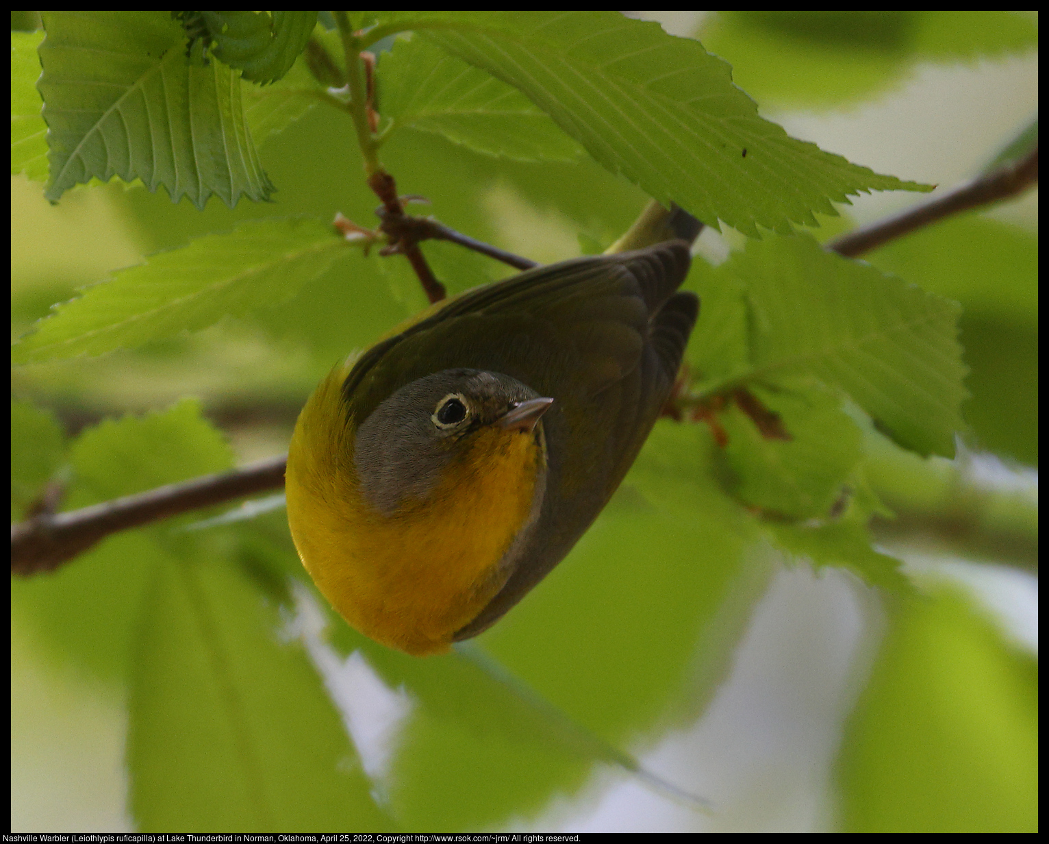 Nashville Warbler (Leiothlypis ruficapilla) at Lake Thunderbird in Norman, Oklahoma, April 25, 2022