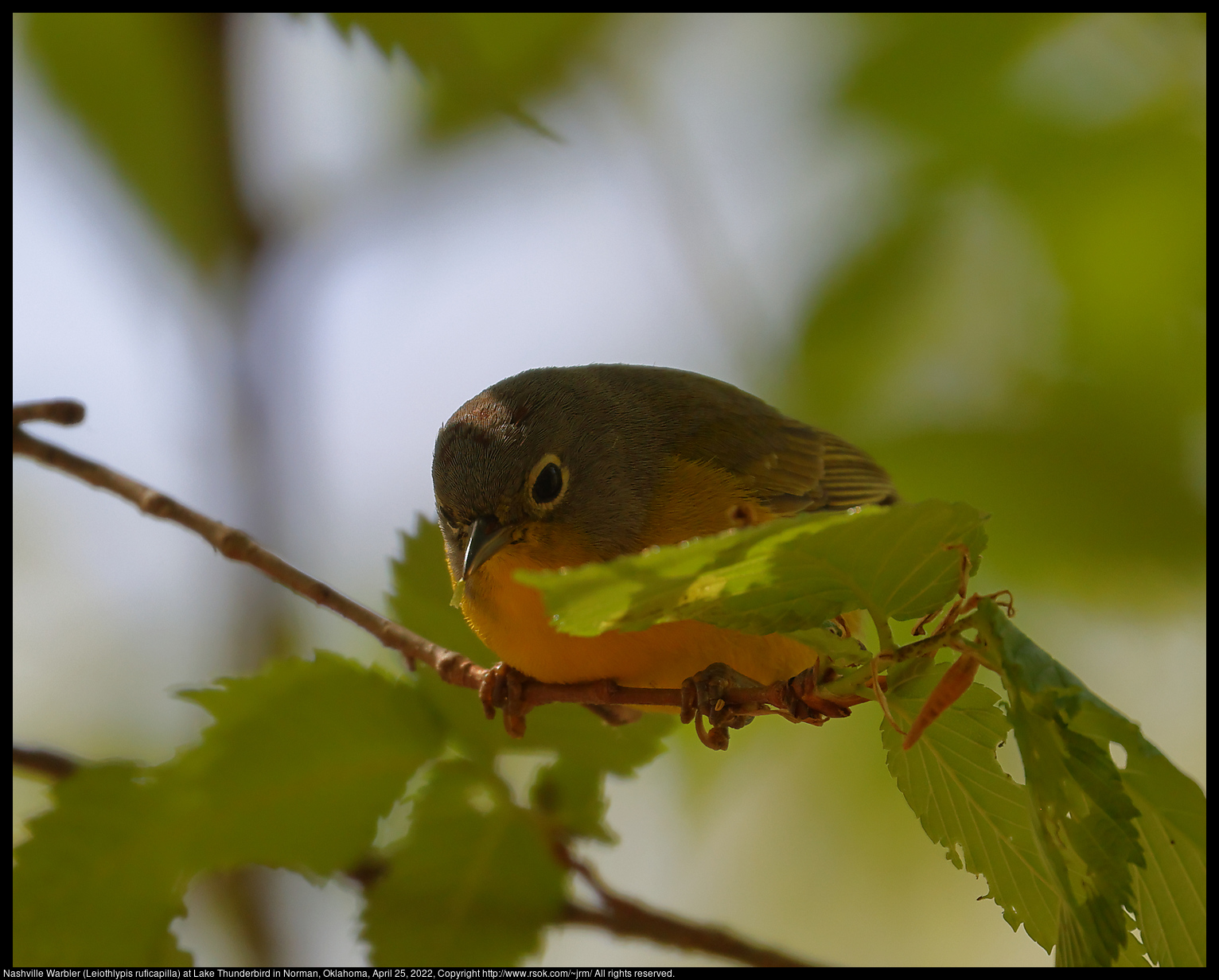 Nashville Warbler (Leiothlypis ruficapilla) at Lake Thunderbird in Norman, Oklahoma, April 25, 2022