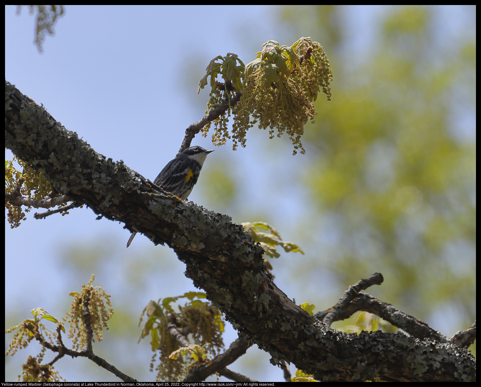 Yellow-rumped Warbler (Setophaga coronata) at Lake Thunderbird in Norman, Oklahoma, April 25, 2022