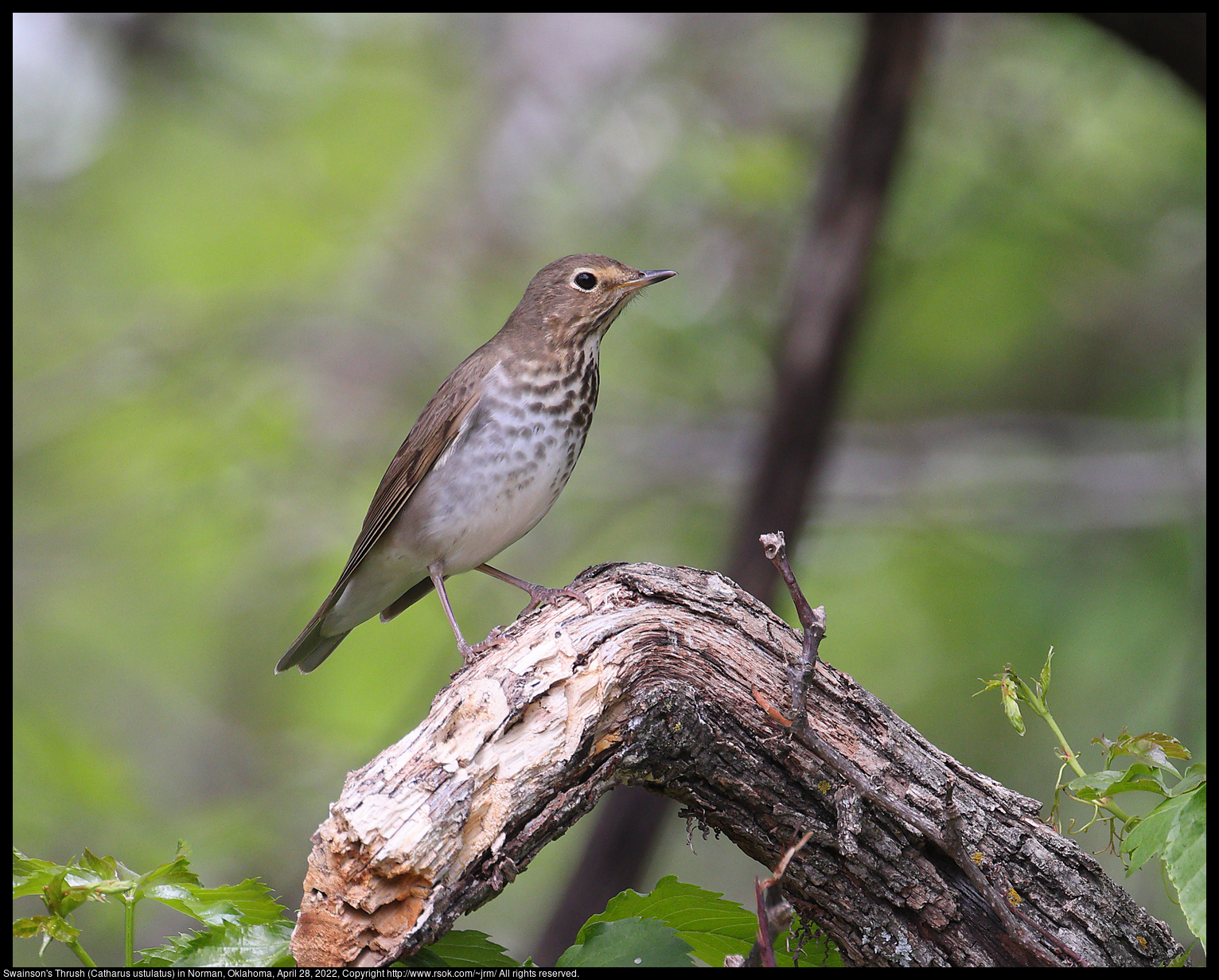 Swainson's Thrush (Catharus ustulatus) in Norman, Oklahoma, April 28, 2022