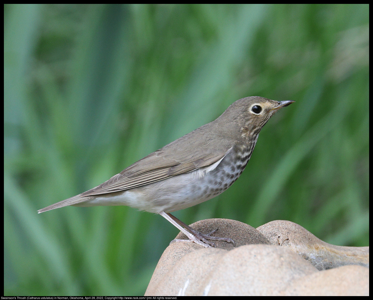 Swainson's Thrush (Catharus ustulatus) in Norman, Oklahoma, April 28, 2022