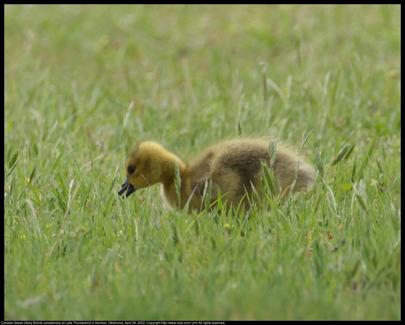 Canada Goose Gosling (likely Branta canadensis) at Lake Thunderbird in Norman, Oklahoma, April 29, 2022