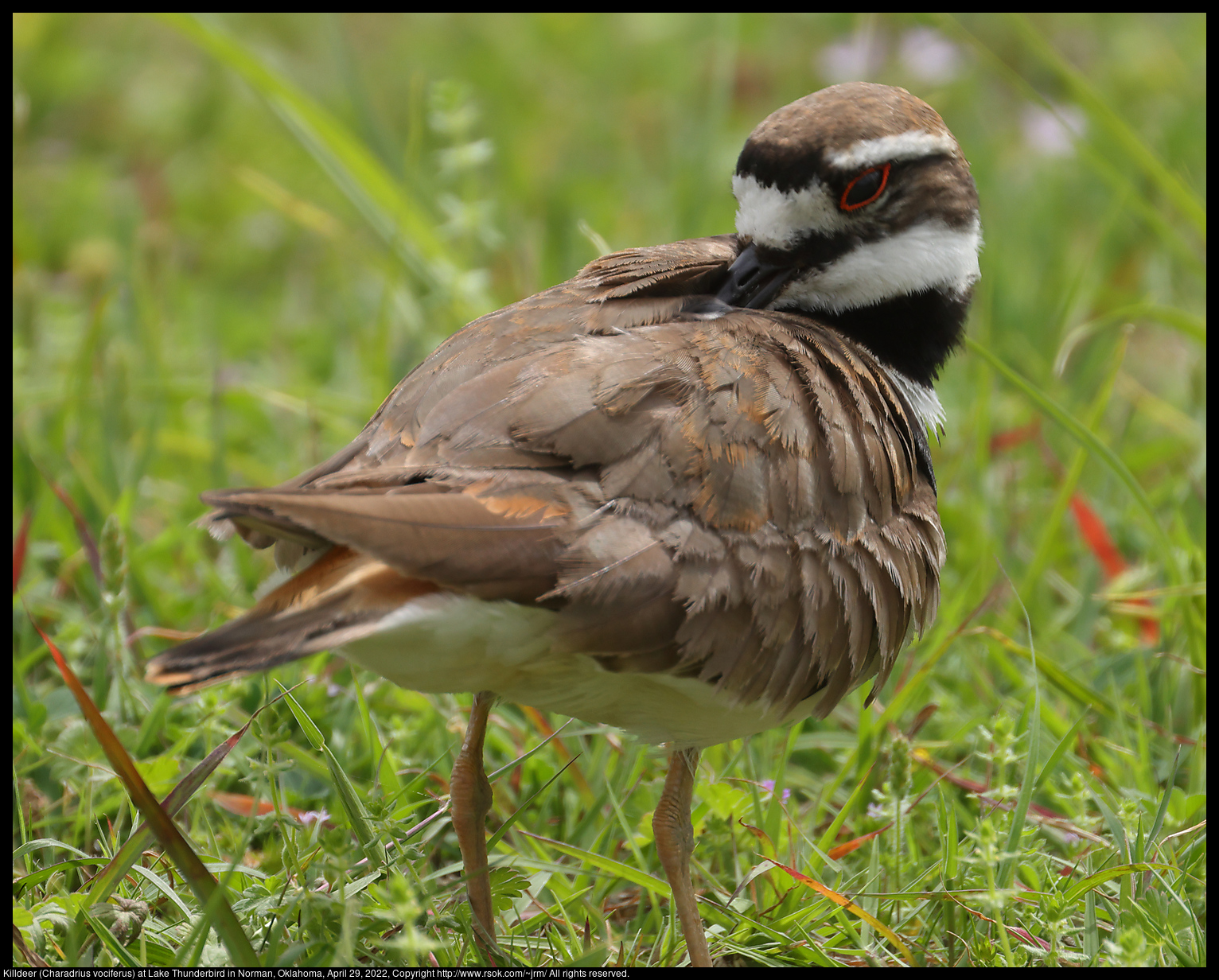 Killdeer (Charadrius vociferus) at Lake Thunderbird in Norman, Oklahoma, April 29, 2022