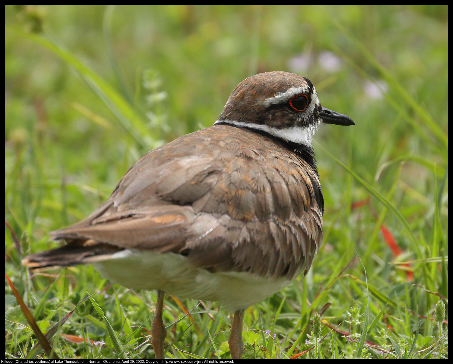 Killdeer (Charadrius vociferus) at Lake Thunderbird in Norman, Oklahoma, April 29, 2022