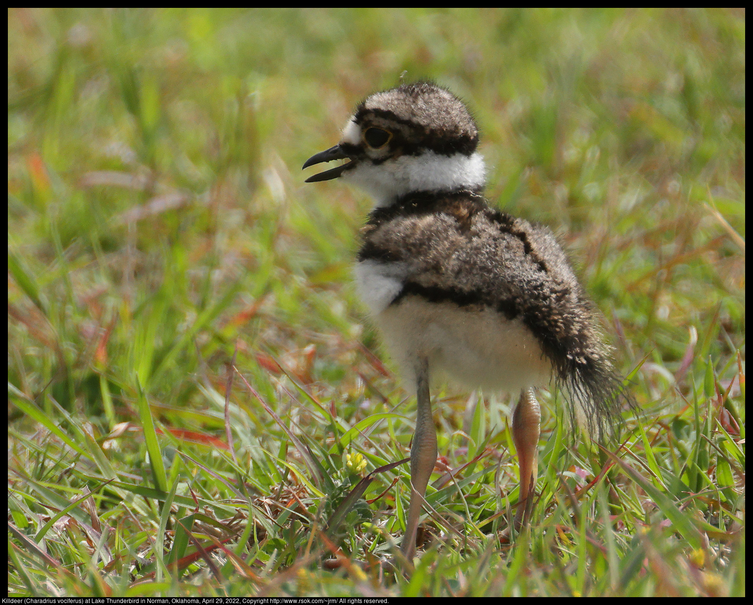 Killdeer (Charadrius vociferus) at Lake Thunderbird in Norman, Oklahoma, April 29, 2022