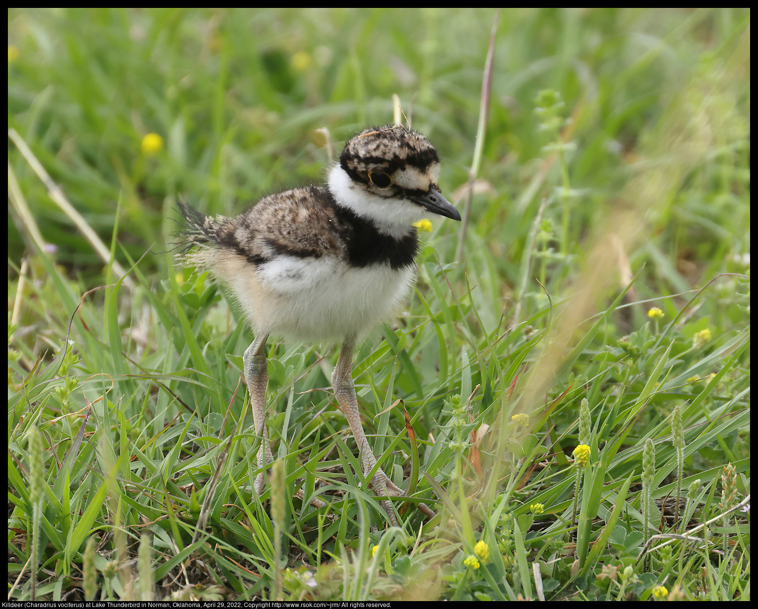 Killdeer (Charadrius vociferus) at Lake Thunderbird in Norman, Oklahoma, April 29, 2022