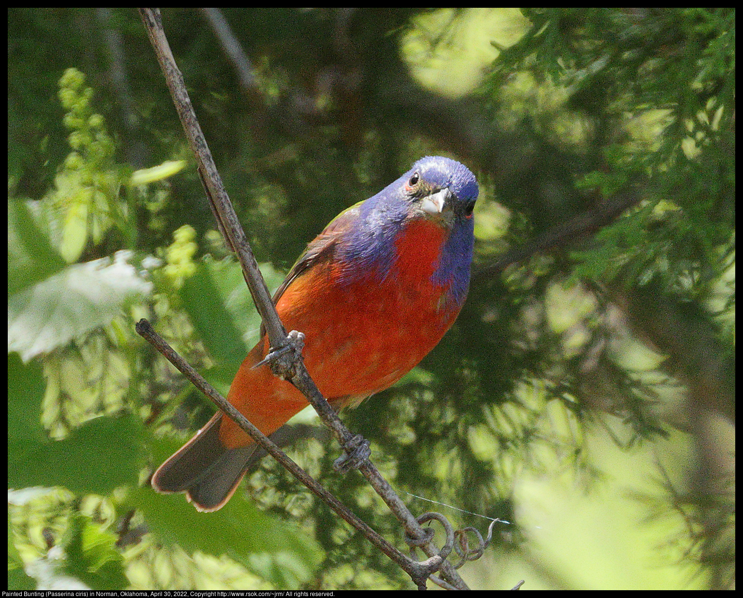 Painted Bunting (Passerina ciris) in Norman, Oklahoma, April 30, 2022