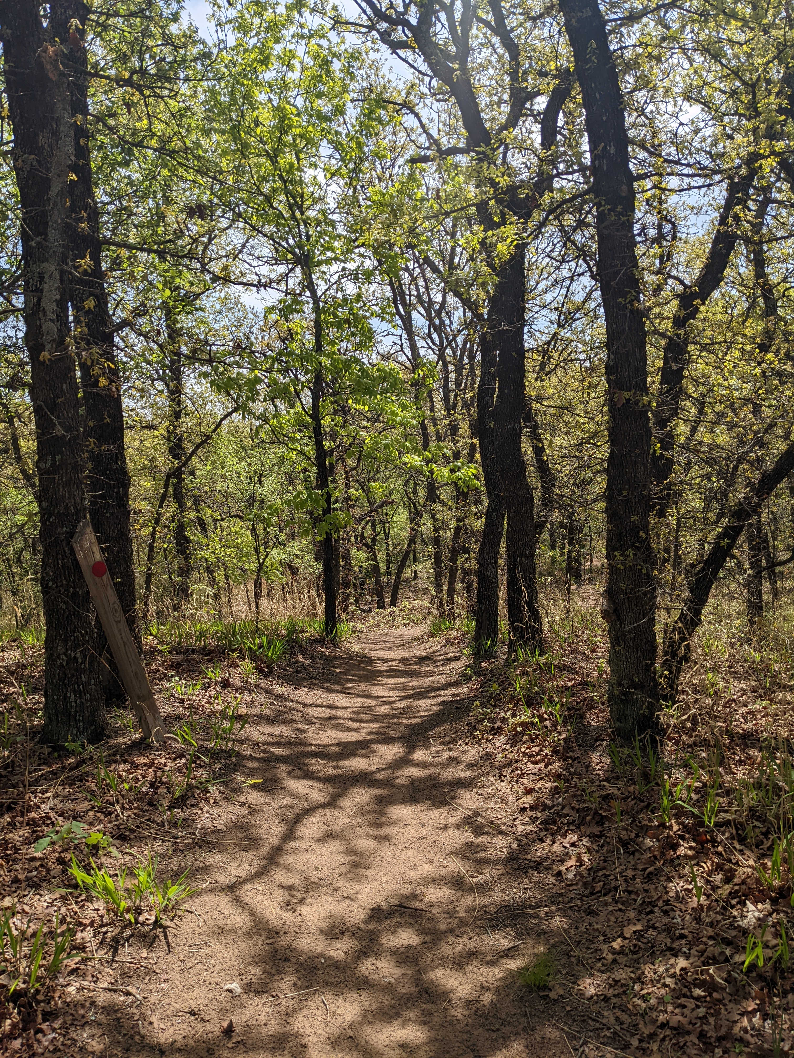 Spring foliage at Lake Thunderbird in Norman, Oklahoma