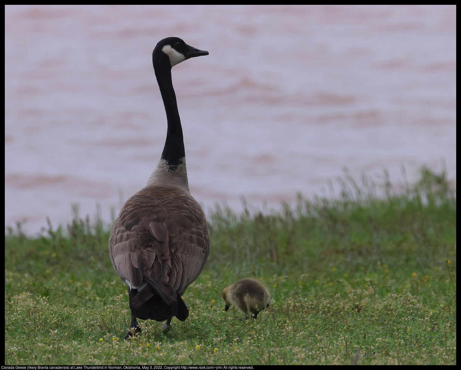 Canada Geese (likely Branta canadensis) at Lake Thunderbird in Norman, Oklahoma, May 3, 2022