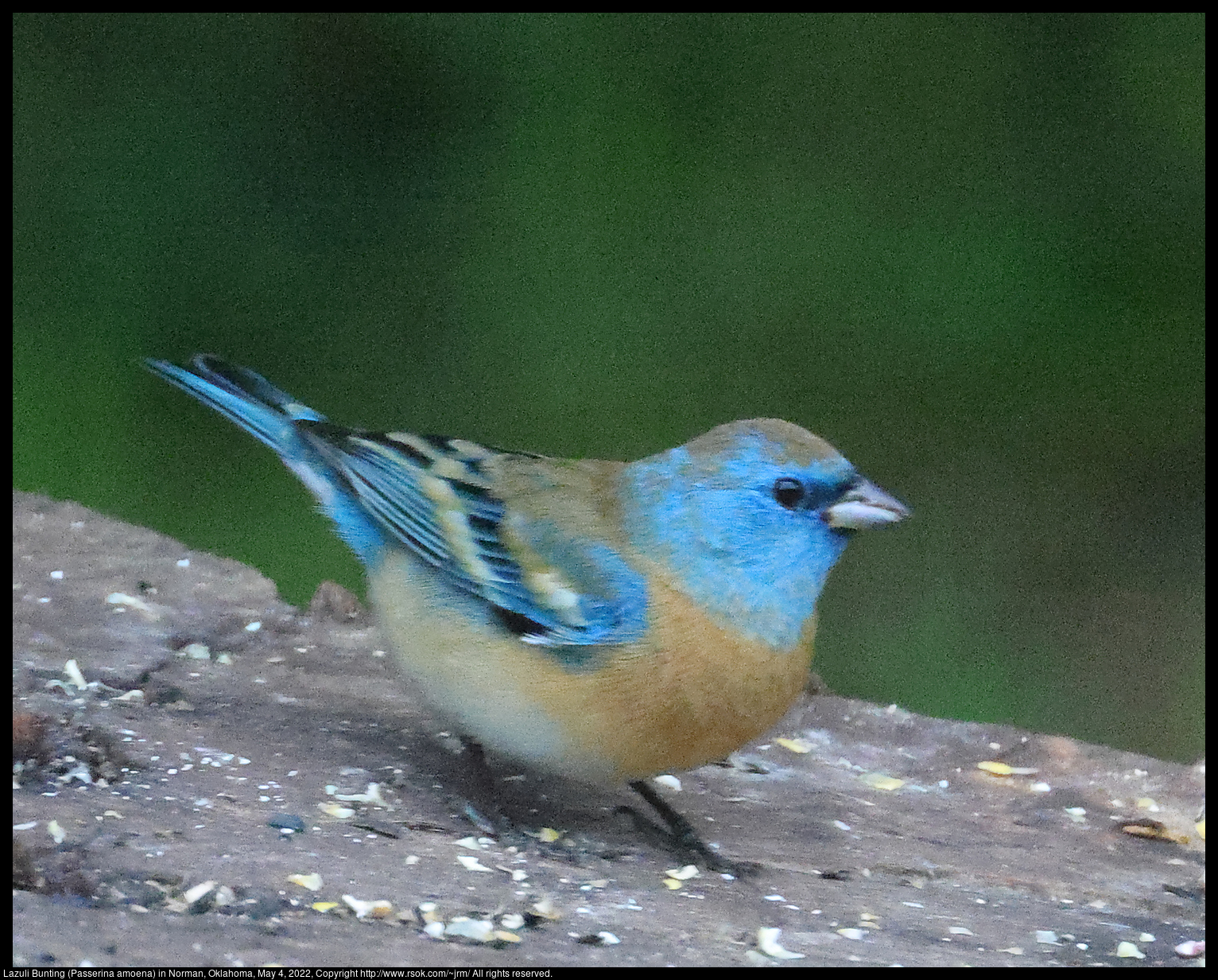 Lazuli Bunting (Passerina amoena) in Norman, Oklahoma, May 4, 2022