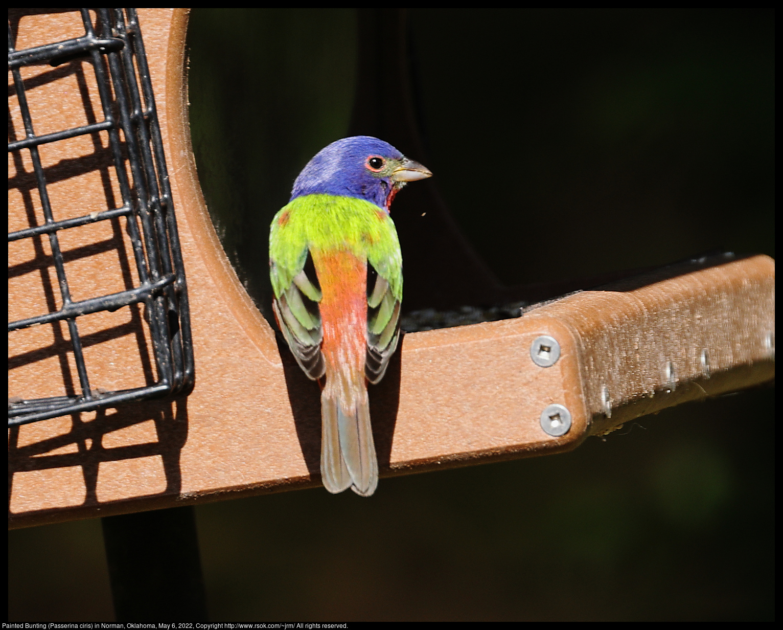 Painted Bunting (Passerina ciris) in Norman, Oklahoma, May 6, 2022