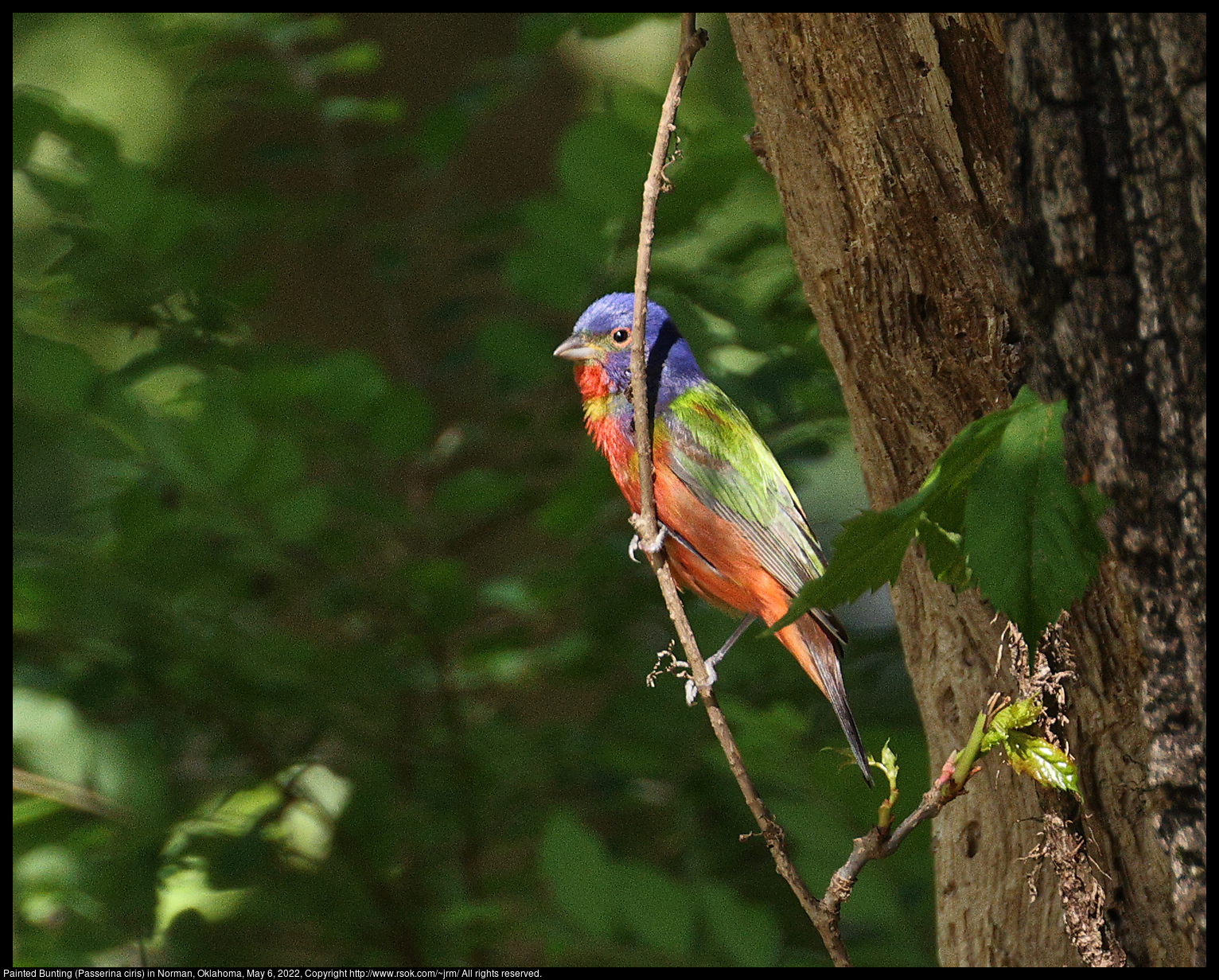 Painted Bunting (Passerina ciris) in Norman, Oklahoma, May 6, 2022