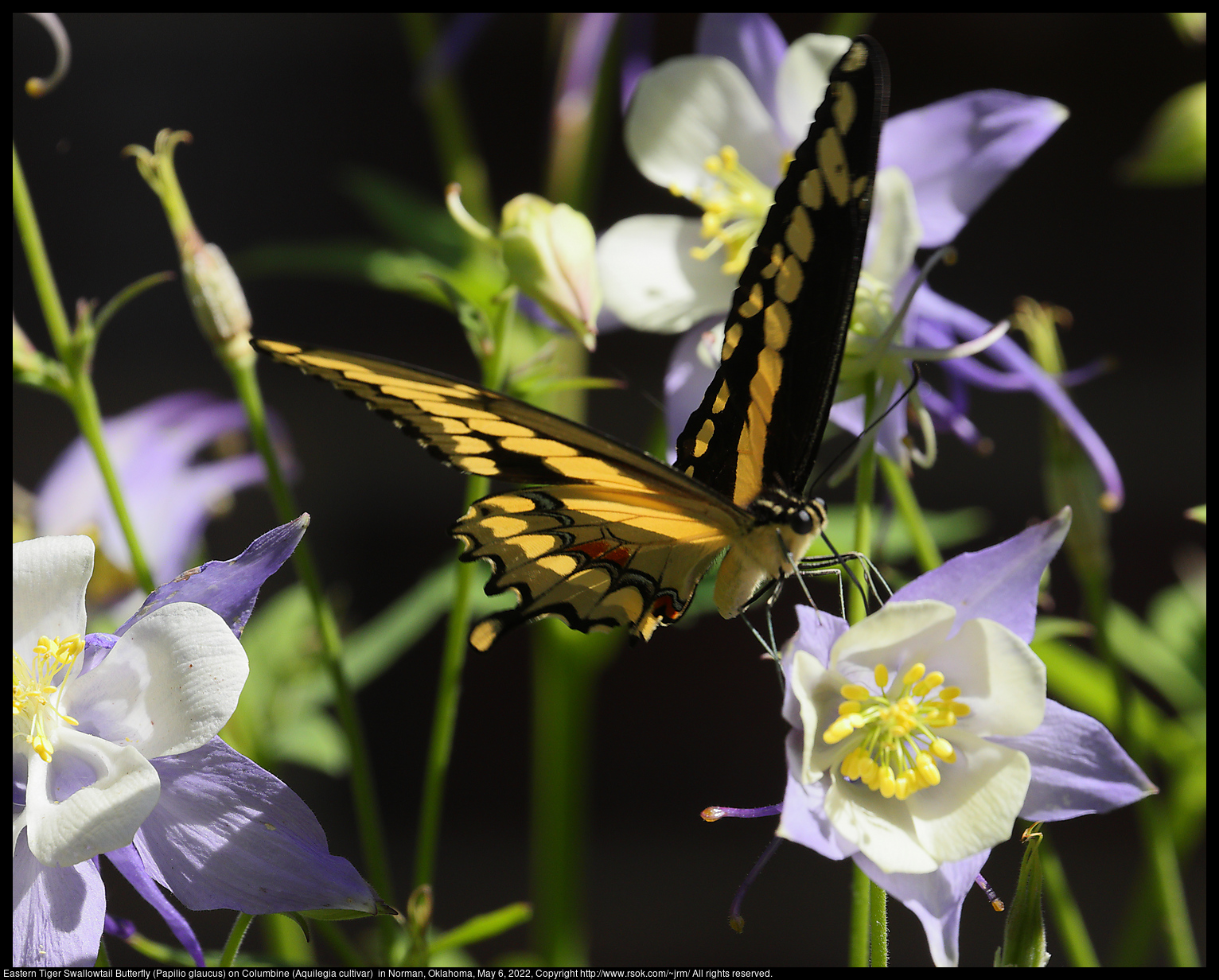 Eastern Tiger Swallowtail Butterfly (Papilio glaucus) on Columbine (Aquilegia cultivar)  in Norman, Oklahoma, May 6, 2022