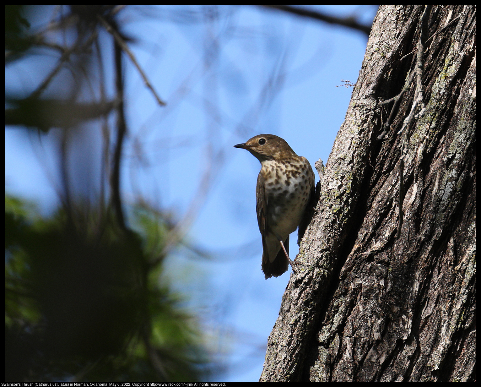 Swainson's Thrush (Catharus ustulatus) in Norman, Oklahoma, May 6, 2022