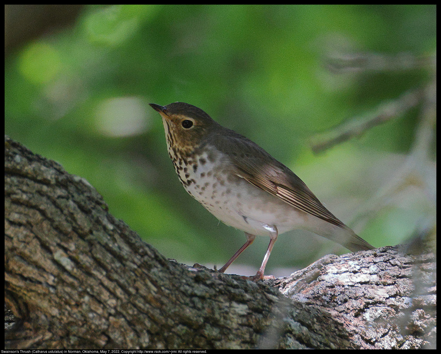 Swainson's Thrush (Catharus ustulatus) in Norman, Oklahoma, May 7, 2022