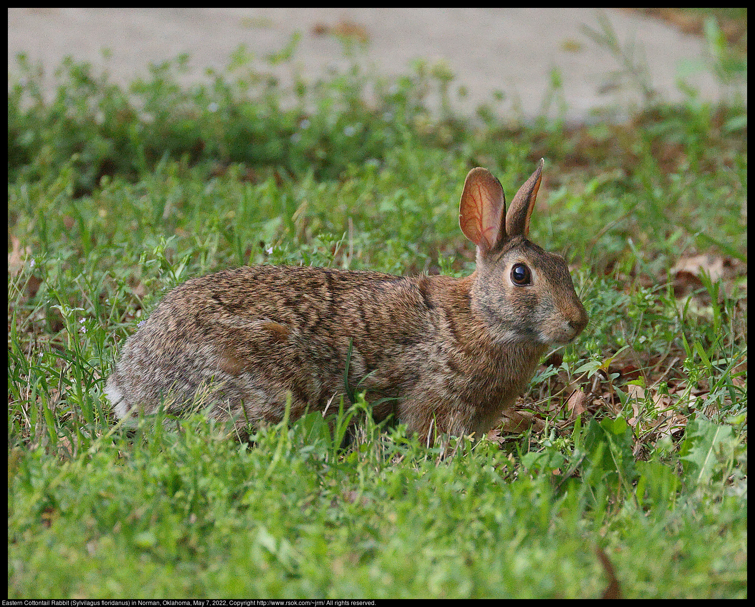 Eastern Cottontail Rabbit (Sylvilagus floridanus) in Norman, Oklahoma, May 7, 2022