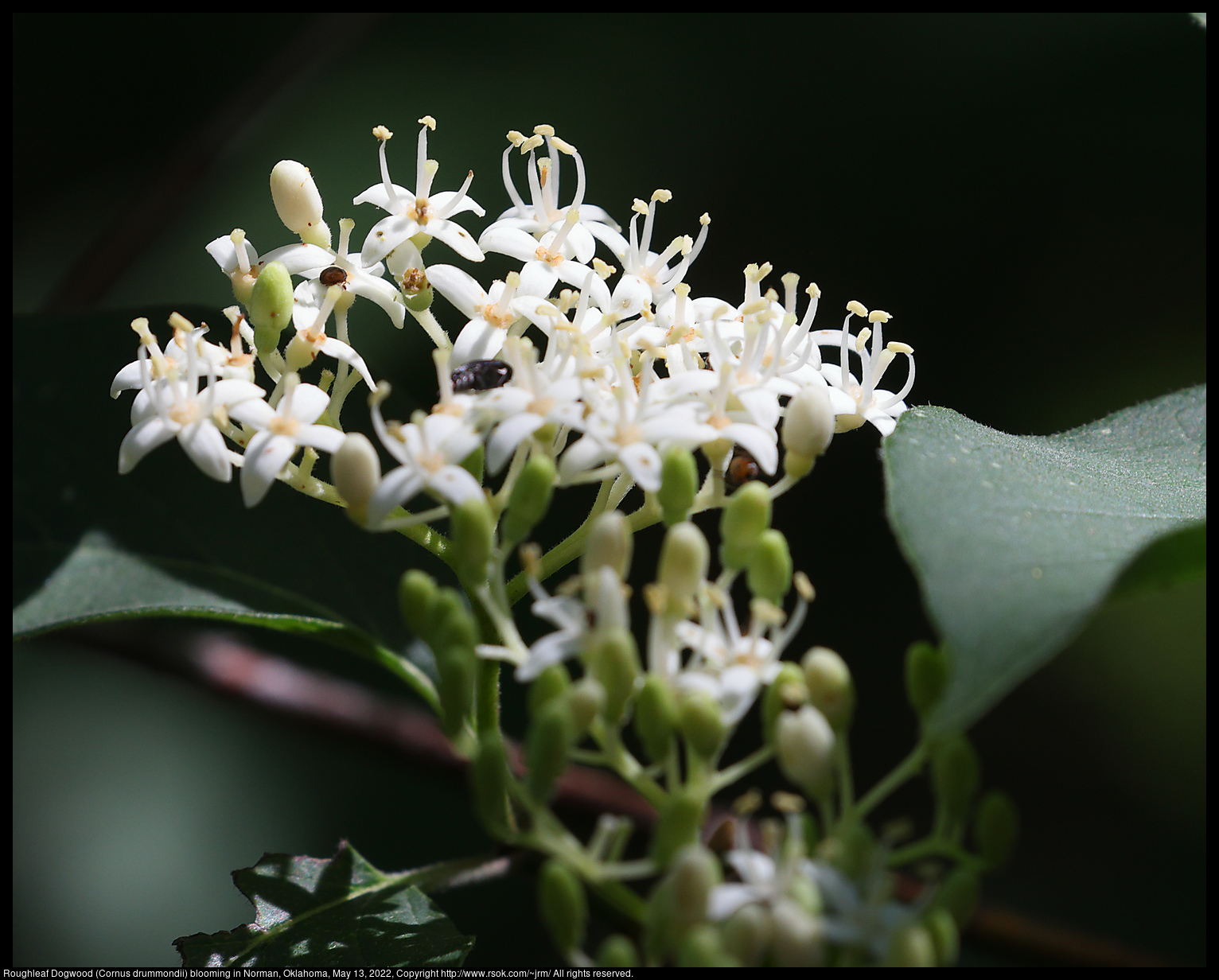 Roughleaf Dogwood (Cornus drummondii) blooming in Norman, Oklahoma, May 13, 2022