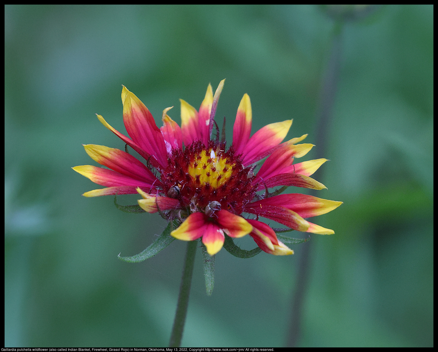 Gaillardia pulchella wildflower (also called Indian Blanket, Firewheel, Girasol Rojo) in Norman, Oklahoma, May 13, 2022