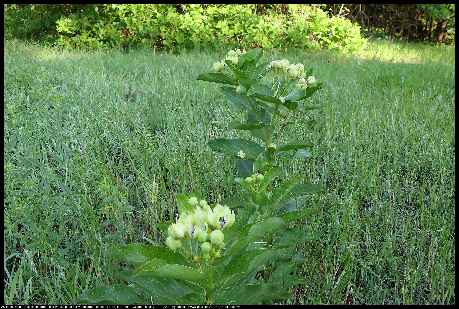 Asclepias viridis (also called green milkweed, spider milkweed, green antelope horn) in Norman, Oklahoma, May 14, 2022