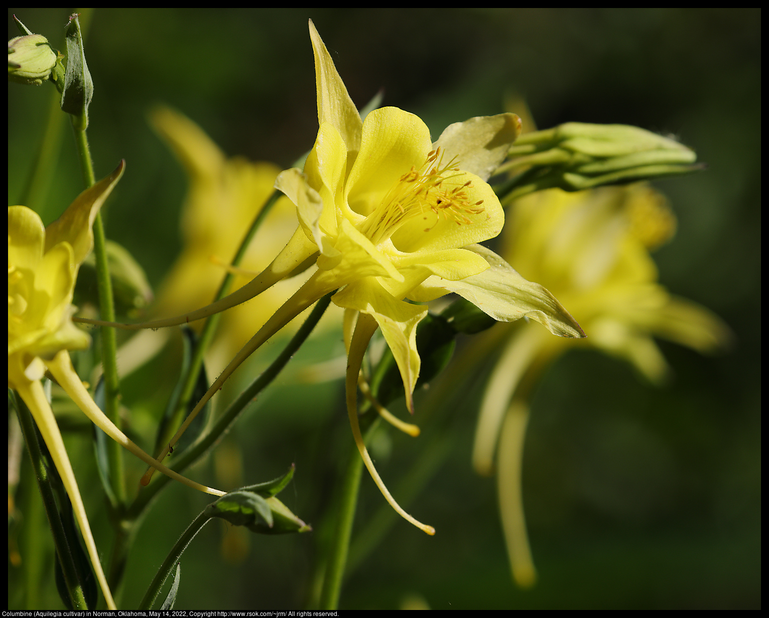 Columbine (Aquilegia cultivar) in Norman, Oklahoma, May 14, 2022