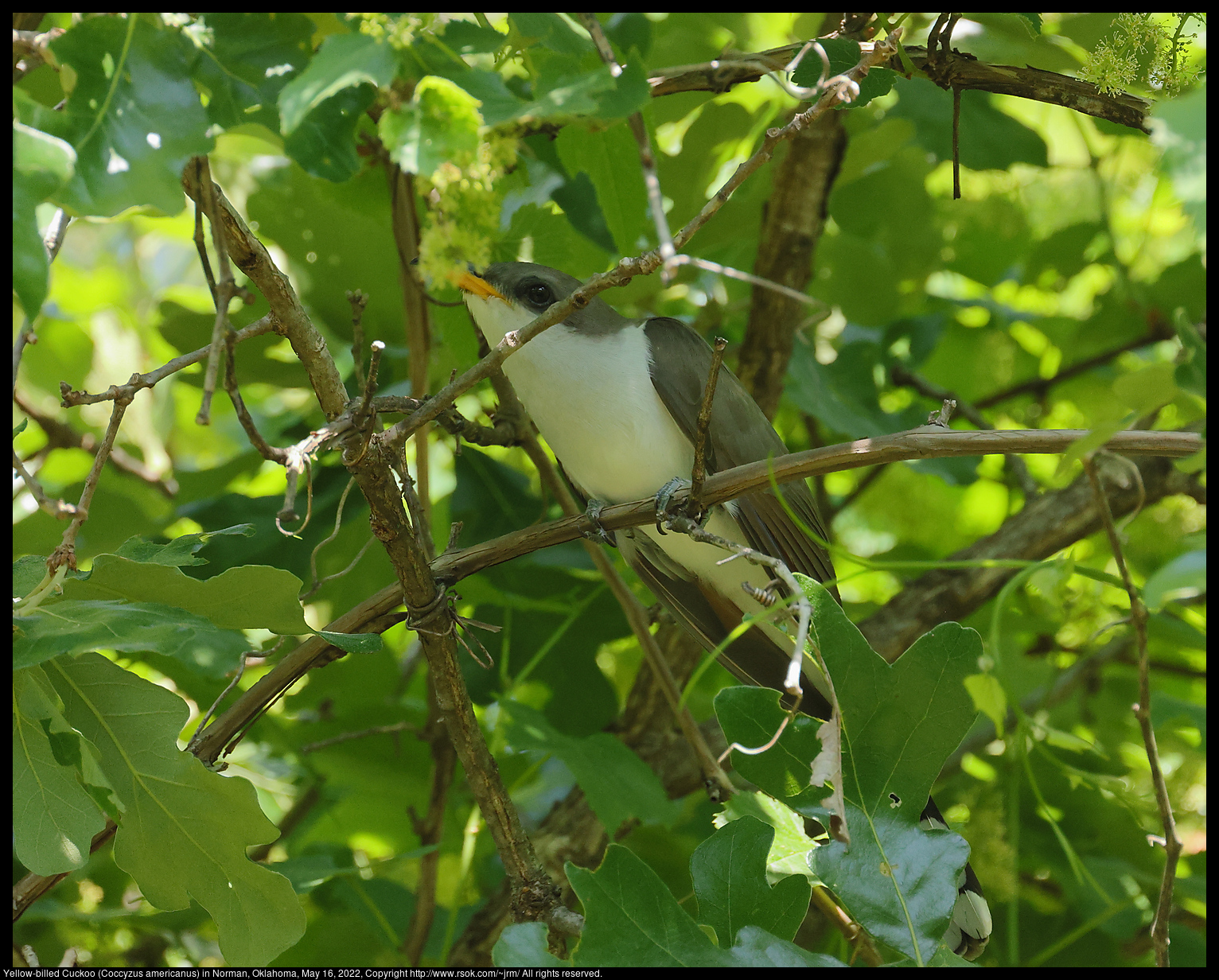 Yellow-billed Cuckoo (Coccyzus americanus) in Norman, Oklahoma, May 16, 2022