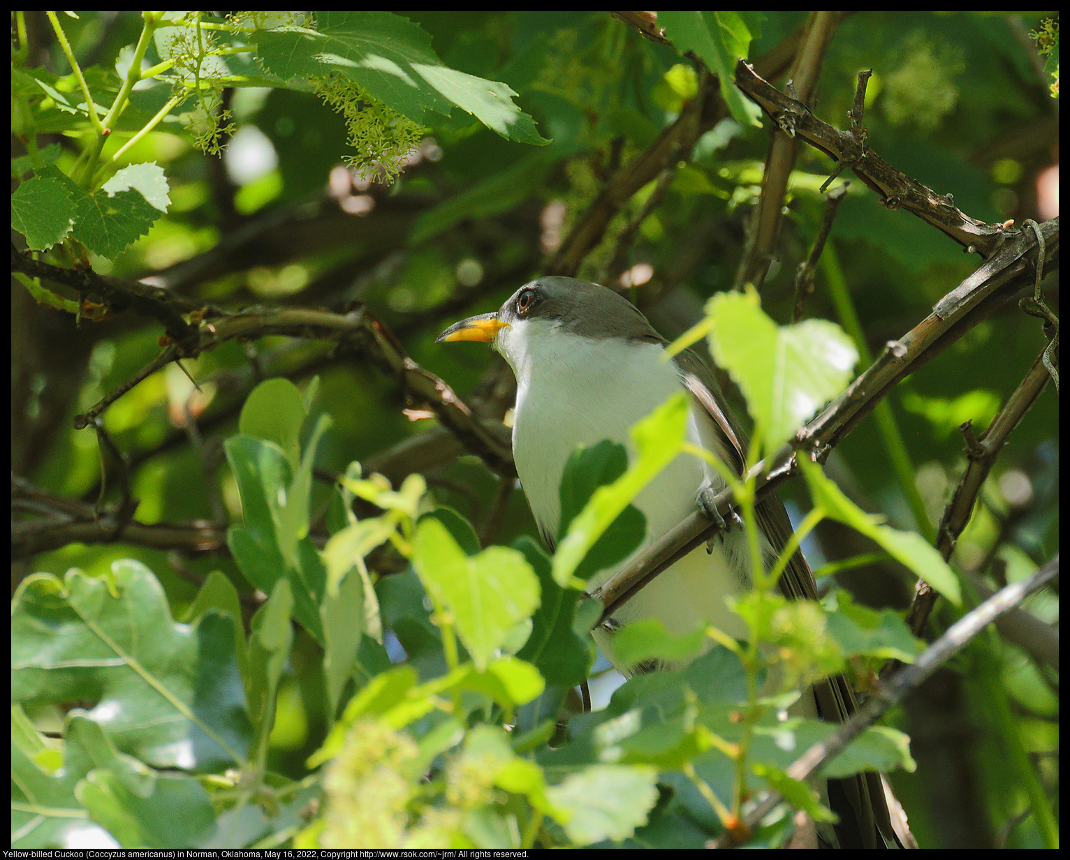 Yellow-billed Cuckoo (Coccyzus americanus) in Norman, Oklahoma, May 16, 2022