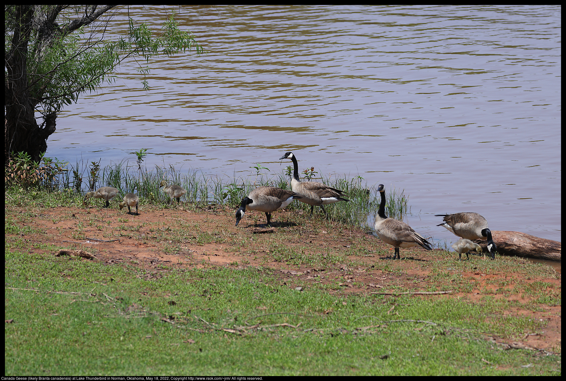 Canada Geese (likely Branta canadensis) at Lake Thunderbird in Norman, Oklahoma, May 18, 2022