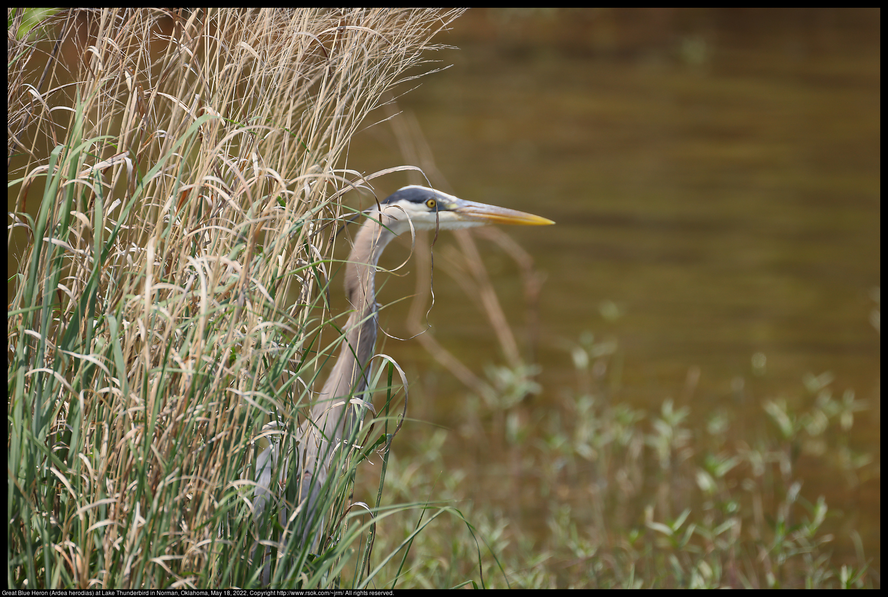 Great Blue Heron (Ardea herodias) at Lake Thunderbird in Norman, Oklahoma, May 18, 2022