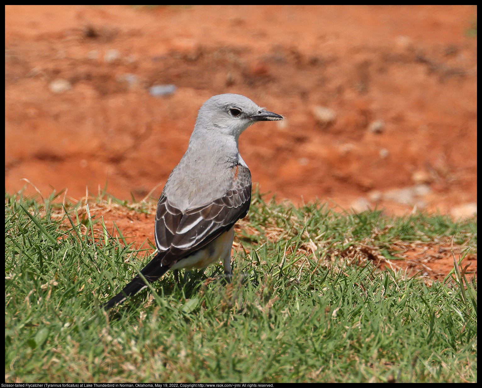 Scissor-tailed Flycatcher (Tyrannus forficatus) at Lake Thunderbird in Norman, Oklahoma, May 19, 2022