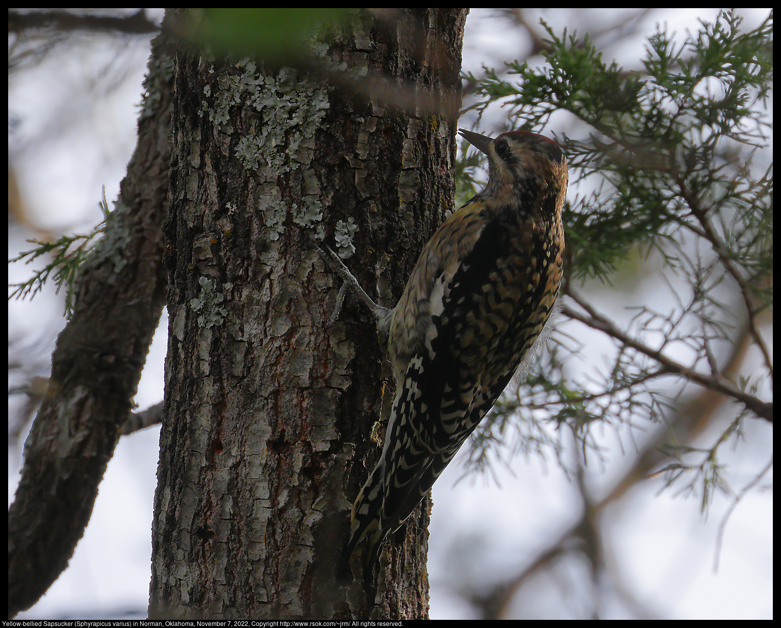 Yellow-bellied Sapsucker (Sphyrapicus varius) in Norman, Oklahoma, November 7, 2022